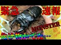全てが極太！世界チャンピオン級の国産オオクワガタの目撃者となれ…レイティング　習クワ