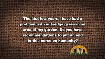 Q&A - How do I get rid of nutsedge?