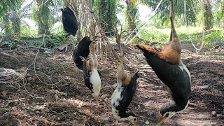 Sebuah kejutan adalah solusi untuk ruak ruak yang lihai meloloskan diri  ✓ bird trap