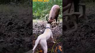 Anjing Marah dan Kesal! Tingkah Aneh Rusa di Depannya Bikin Emosi 🤬 #animals #shorts #dog