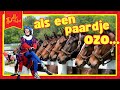 Dolle Dinsdag! - Als een Paardje Ozo...