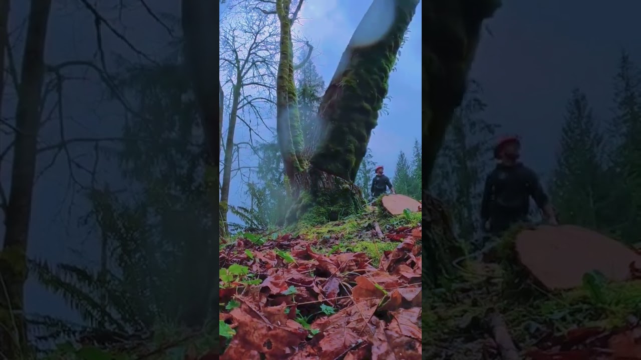 Insanely Satisfying Tree Cutting with Chainsaw