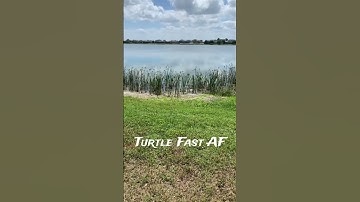 Turtle running fast AF
