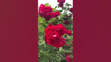 አልበር እንደንስር ተከስተ ጌትነት 