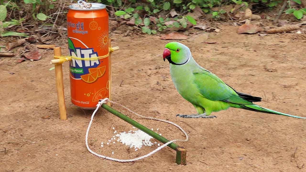 Easy Parrot Trap Using FANTA Cans And Wood - Simple DIY Bird Trap