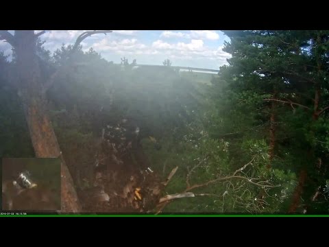 Веб-камеры с животными (актуальные - в первом посте) - 2434402