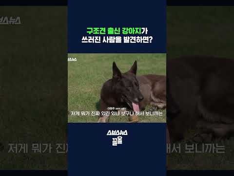 인적 드문 곳에 쓰러진 <strong>노인을</strong> 발견한 전직 구조견이 제일 먼저 한 행동 #shorts / 스브스뉴스