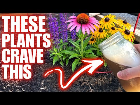 ​THESE PERENNIALS CRAVE IT!!! Homemade Mix Works Like Magic