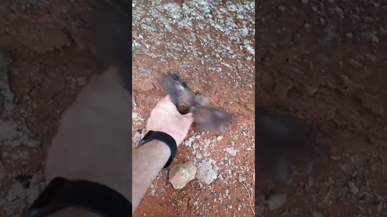 FILHOTE DE ROLINHA ROXA 