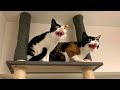 What’s It Like Having Two Cats… 👀