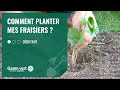 [TUTO] Comment planter mes fraisiers  - Jardinerie Gamm vert