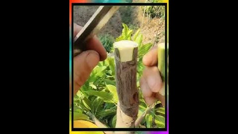 ghép cây ăn quả # ghép cây ăn quả # công nghệ chế biến # tạo hương thơm cho rau và thử thách tiết k