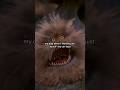 How My Dog Reacts When He Knows I’m Leaving #TheDarkCrystal