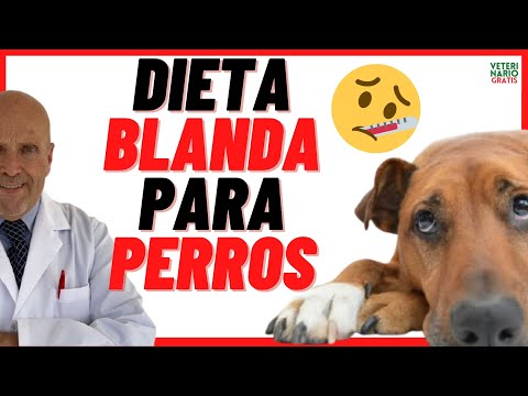 Video: Dieta para gastritis en perros