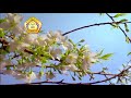 صيب الديم في شمائل وأخلاق النبي الكريم ﷺ للشيخ علي القرني 