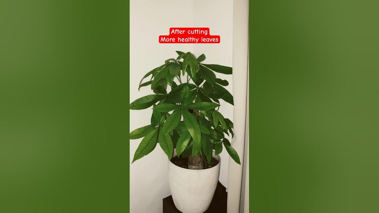 How to revive dying money tree moneytree revival planting plants 