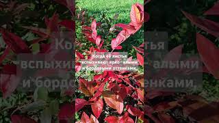 Голубика- красота и польза#ландшафтныйдизайн #цветы #сад #природа