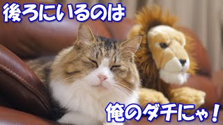 激しい戦いの後、ボス猫と百獣の王ライオンは友達になりました