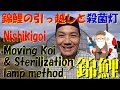 錦鯉の引っ越しと殺菌灯設置のコツ Moving Nishikigoi and Sterilization lamp method.