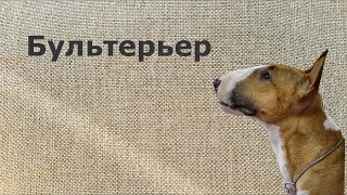 Бультерьер порода собаки