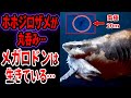 【ゆっくり解説】近年、巨大ホホジロザメが丸呑みされた…南極でメガロドンを捉えた…メガロドンが存在するヤバすぎる証拠…【UMA・未確認生物】