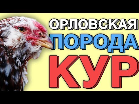 ОРЛОВСКИЕ КУРЫ. СТОИТ ЗАВОДИТЬ? Все нюансы содержания от Владимира Жмылева