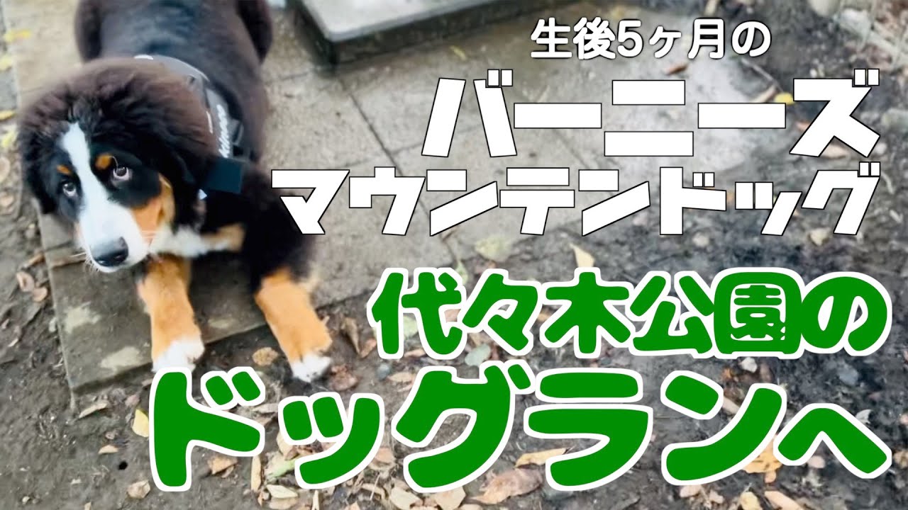 代々木公園のドッグランへ大型犬の子犬と行ってきた！ バーニーズマウンテンドッグ