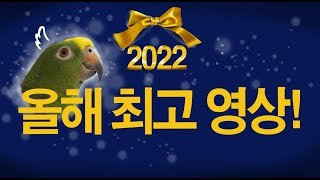 2022년 재미있는 영상만 모았다! / 별이 막말 베스트 영상~/ 별이 영상 하이라이트 모음집 / 30분동안 별이의 막말과~ 짜증을 집중해서 들을 수 있습니다/ ANGRY BIRD