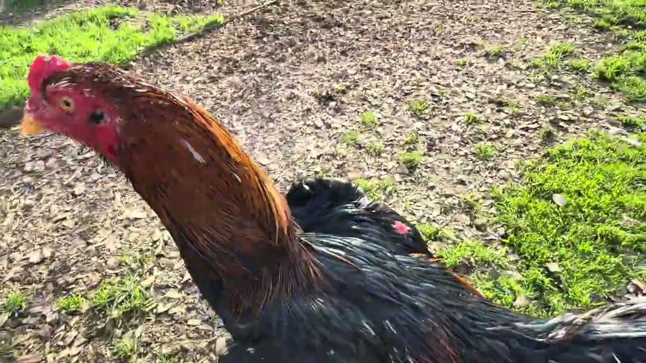 Yuav tsum tau hlub yug cov Qaib laug