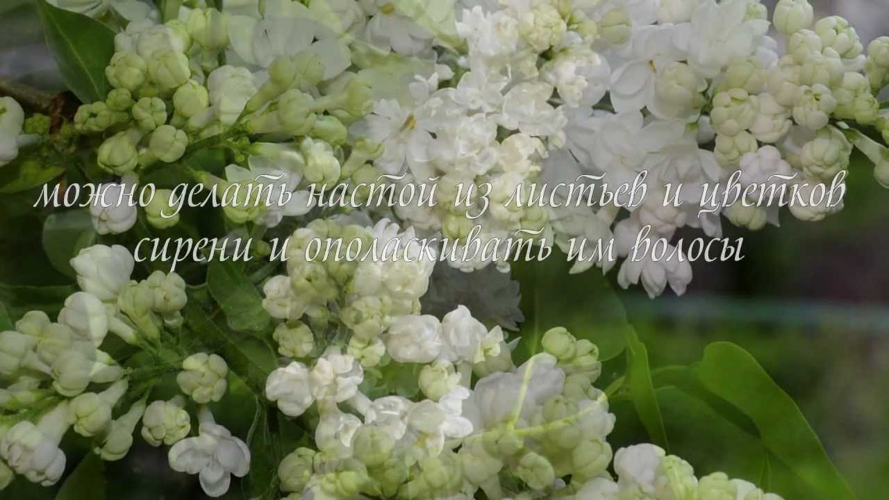 Лечебные свойства сирени