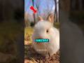 Top 5 Cute Animals But Deadly