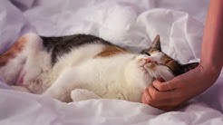Cat Cuddle Heaven (ASMR softly spoken, purring, rain in background)