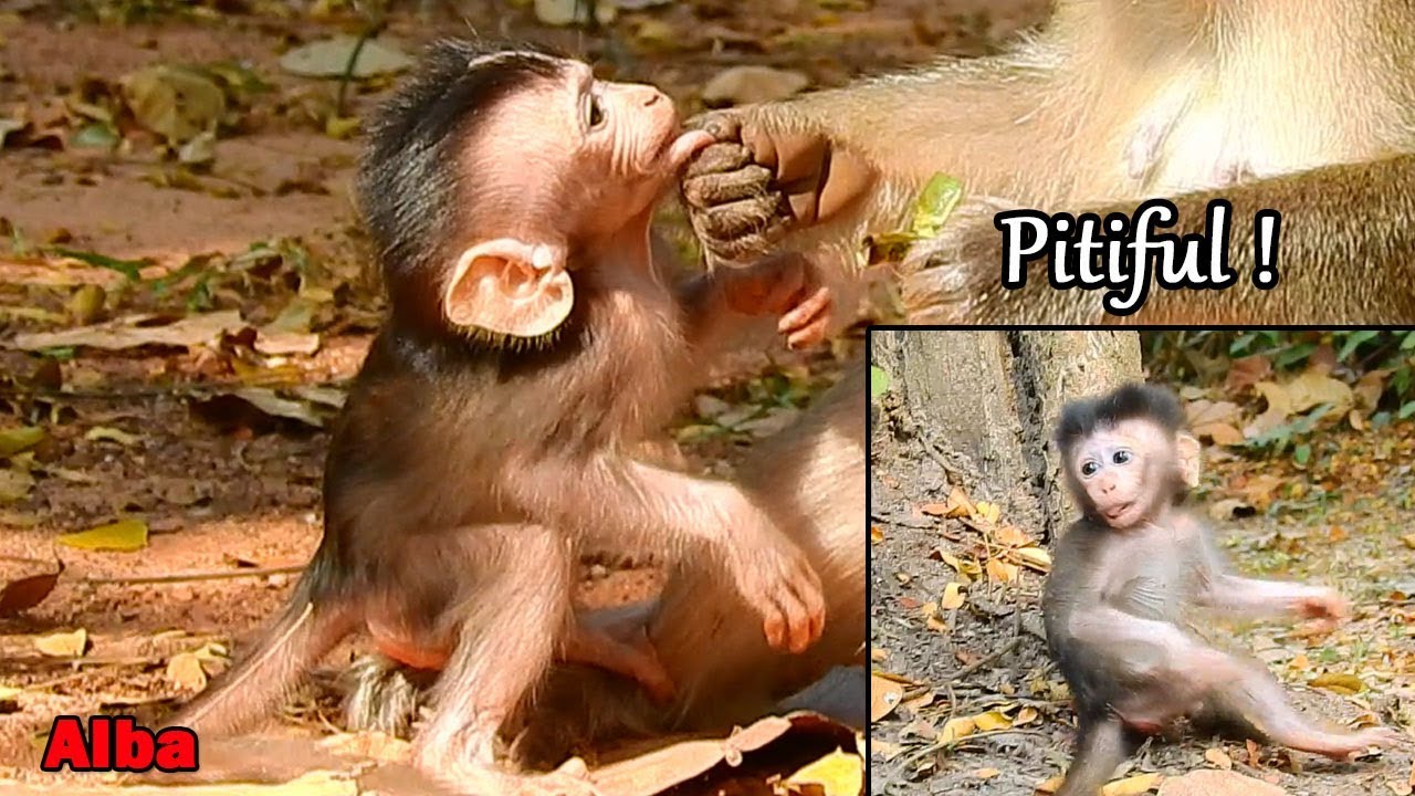 Mom I'm hungry milk...Why mom not give milk... Poor baby Alba hopeless mom weaning milk