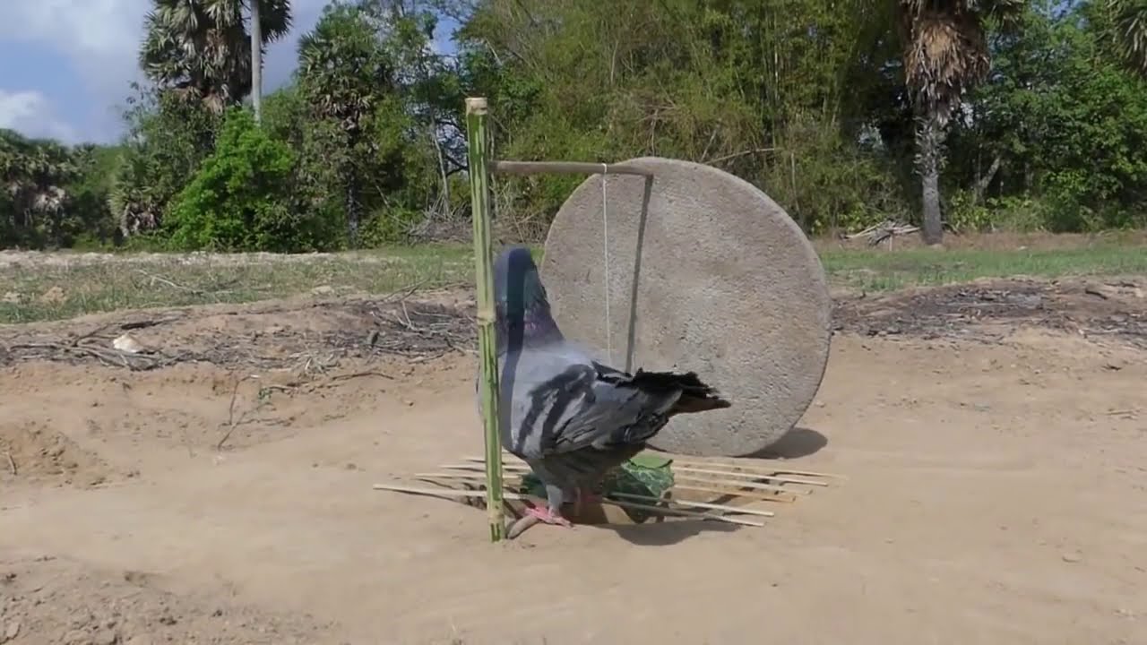 Creative Unique Parrot Bird Trap Using Dead fall Trap Made - YouTube