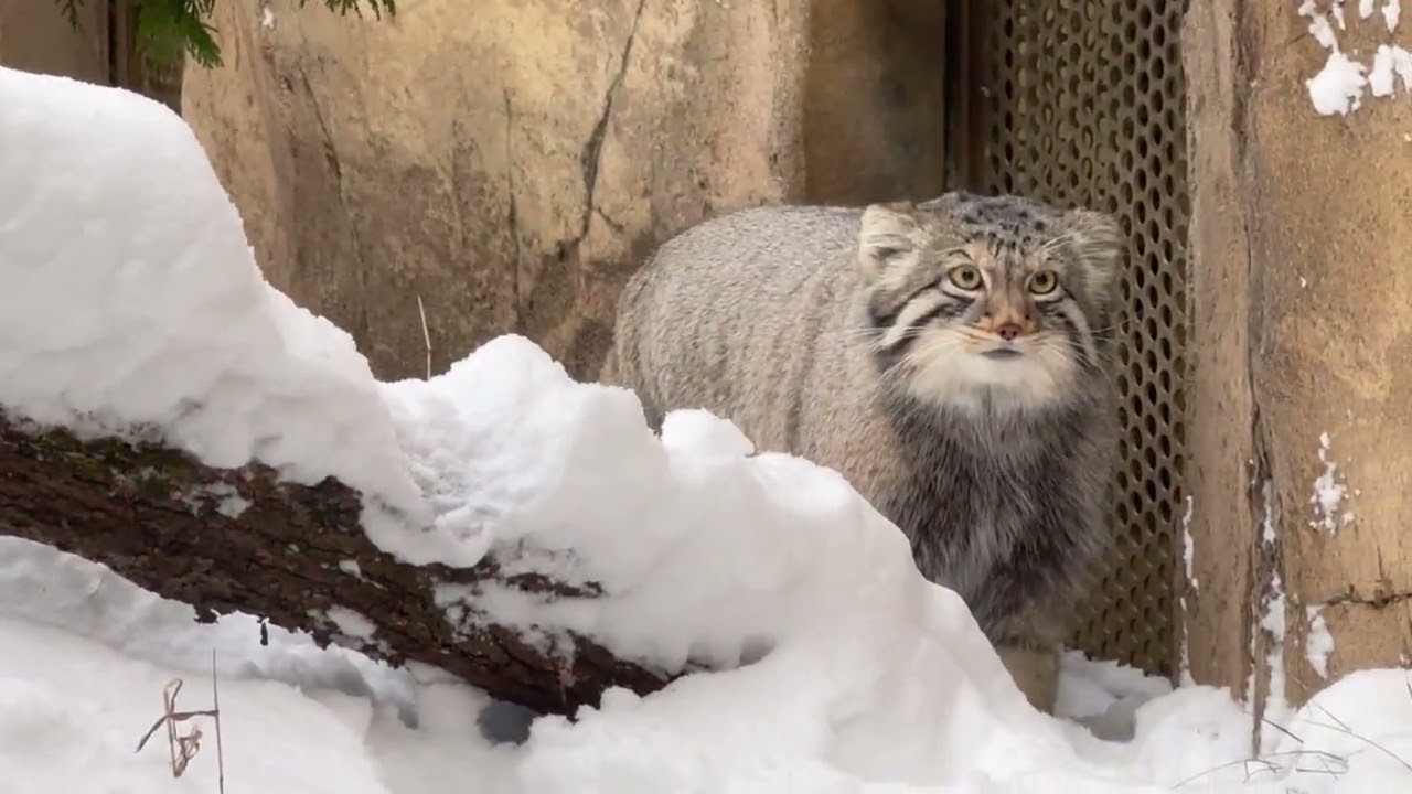 飼育員さんが居るのナゴムくん　マヌルネコ　那須どうぶつ王国　2026年1月12日
