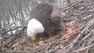 Cardinal Land Conservatory bald eagle cam  on 2/12/26 at 14:57:32 Bonnie laid her 1st egg 🎉🎊