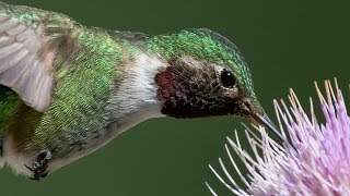 Nikon D850 & D500 Capture Incredible Detail &  High Speed Action Hummingbird In Flight Photography