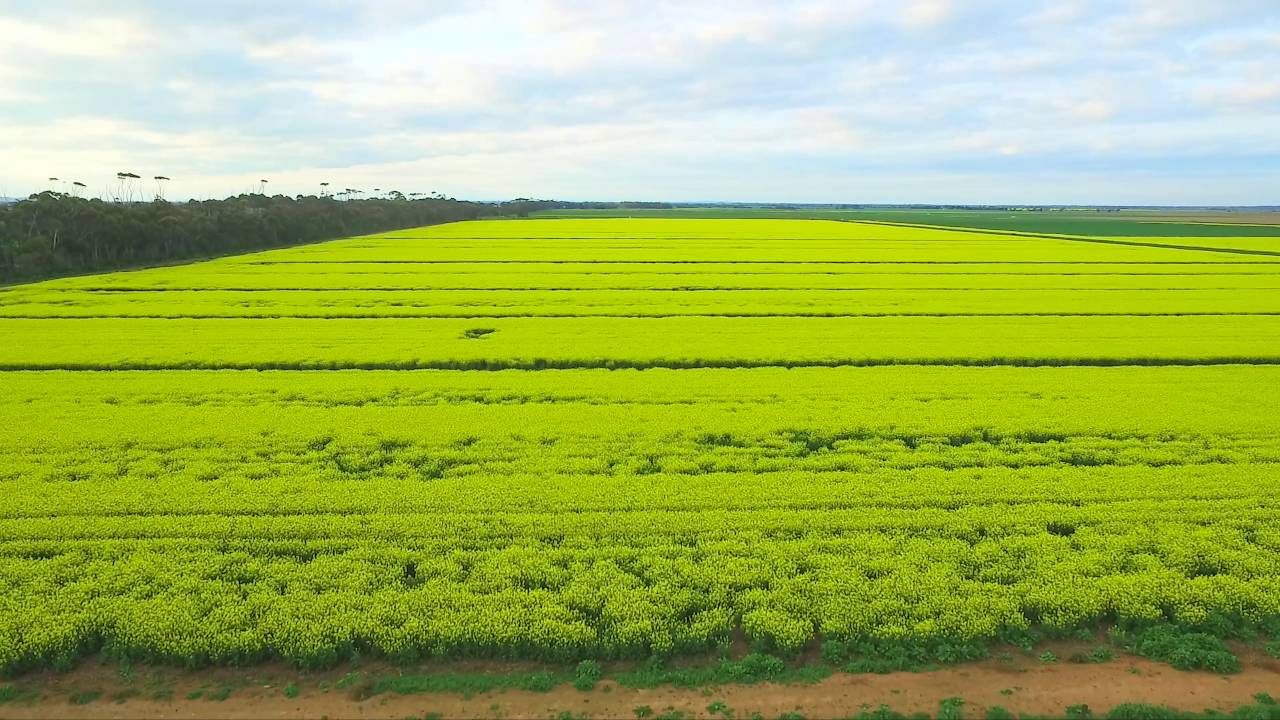 Canola Field 2016 4K