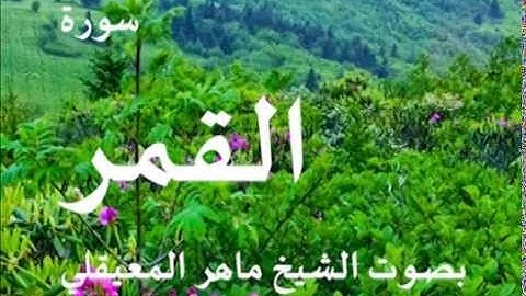 سورة القمر بصوت الشيخ / ماهر المعيقلي 54