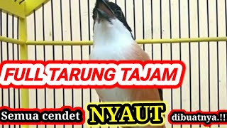 SUARA cendet gacor FULL TARUNG tajam SERNASER pancingan cendet agar bunyi EMOSI trotol PENTET GACOR