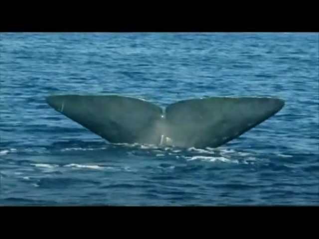 TV spot για το φυσητήρα/TV spot for the sperm whale