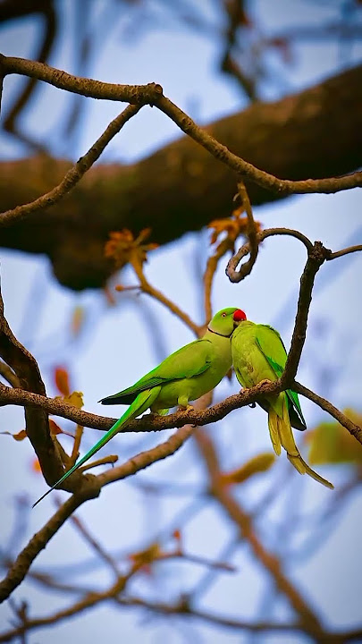 Download lagu willd life