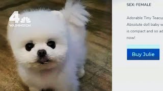 Virginia family caught in the middle of a puppy scam | NBC4 Responds