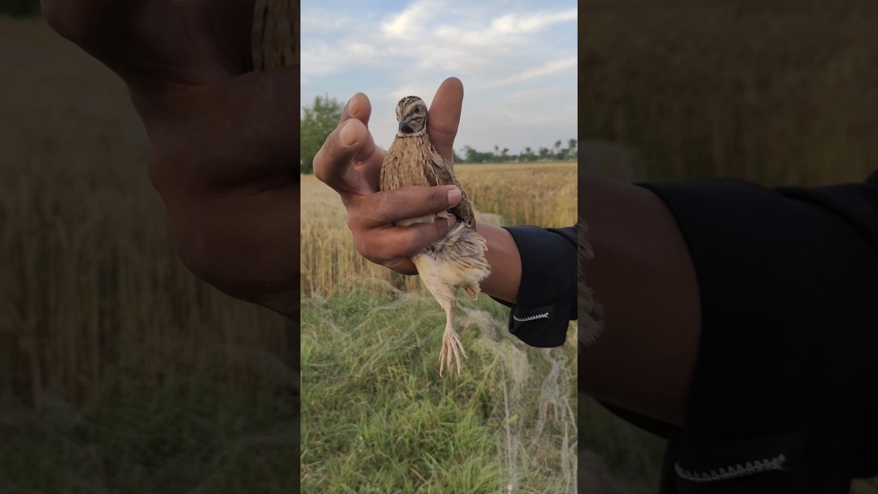 Hunting Quail $$ batair Ka Shikar jall ka sath neating Quail in Pakistan 2024 