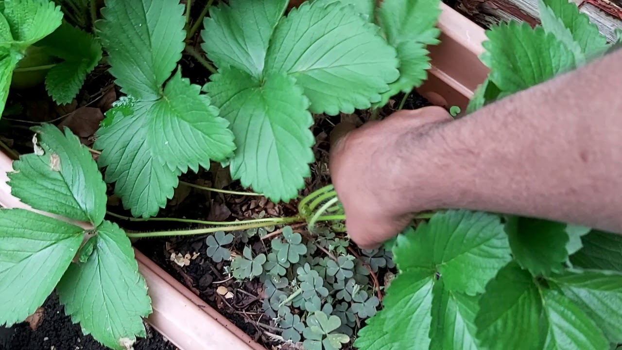 camera iphone 8 plus apk Tips for Strawberry plants what to do in winter - Shoker bagan oxford UK Bangladeshi veggies garden