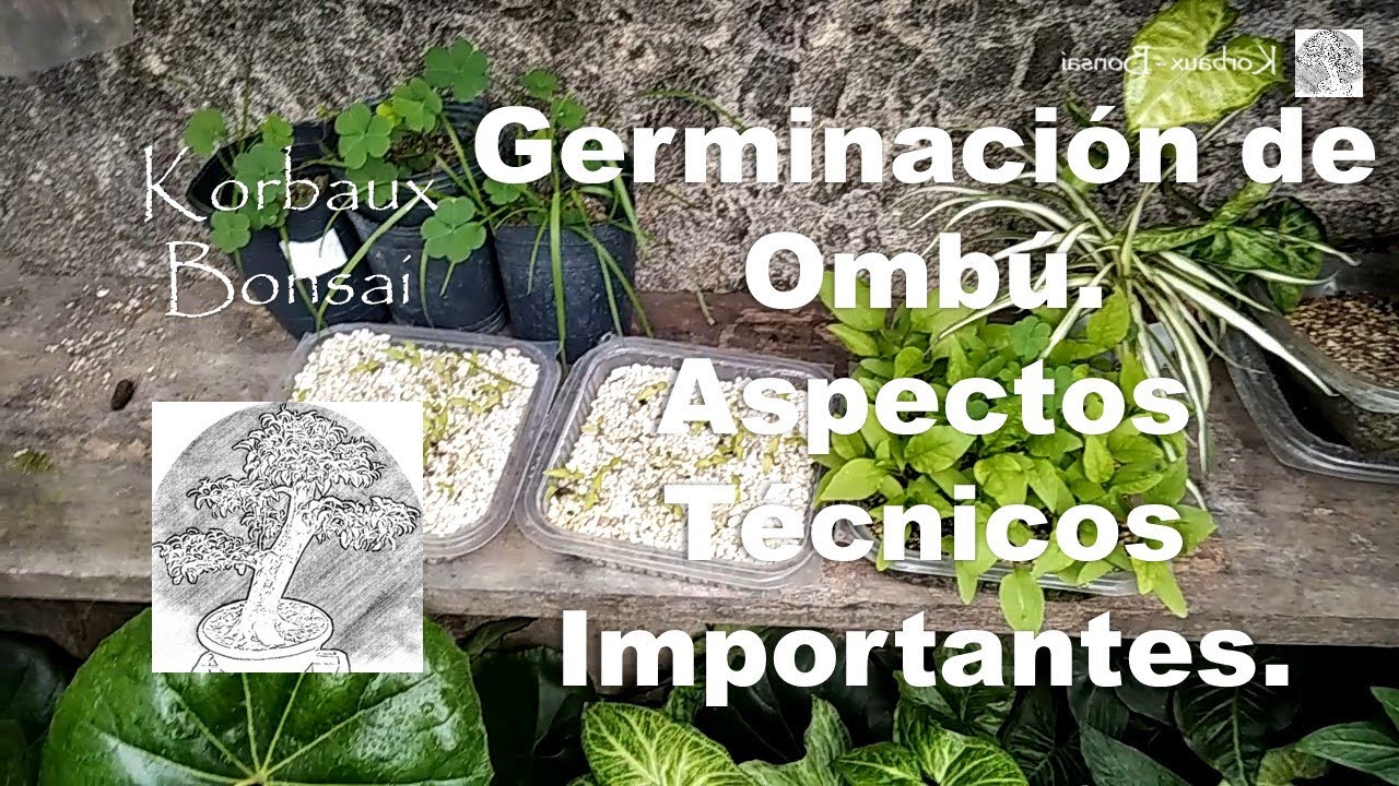 Germinación de Ombú. Aspectos Técnicos Importantes.