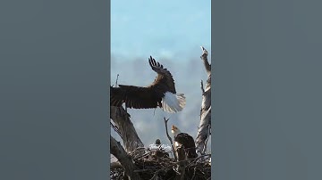 Dad Landing in the nest. #birdsofyoutube #wildlife #birdlovers #birds #birdsofprey #eagle #baldeagle