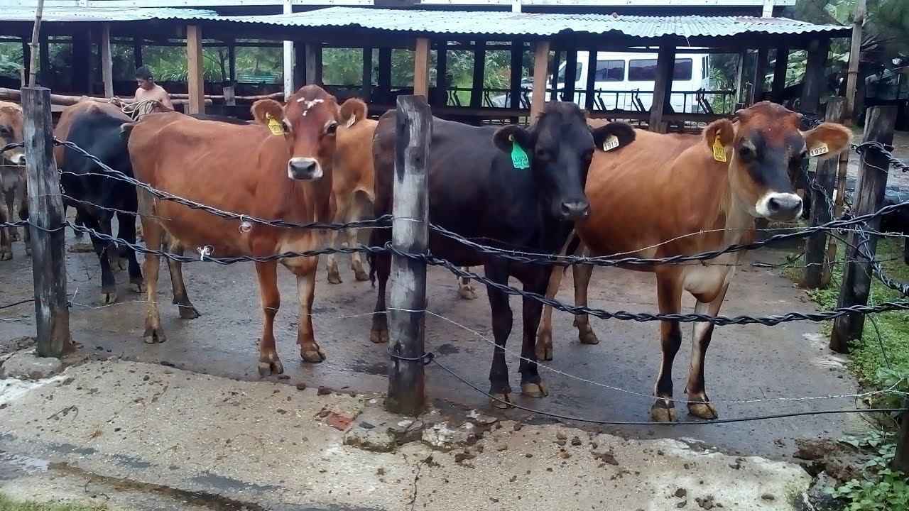 Criadero de ganado Jersey en El Salvador YouTube