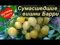 Сумасшедшие вишни Барри - САМЫЙ УРОЖАЙНЫЙ ТОМАТ ЧЕРРИ (лучшие сорта томатов)