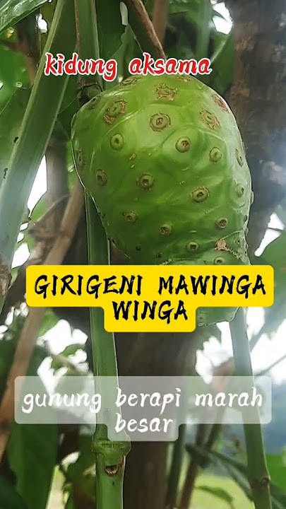 kidung aksama dan maknanya #pituturjawa #tanamampace